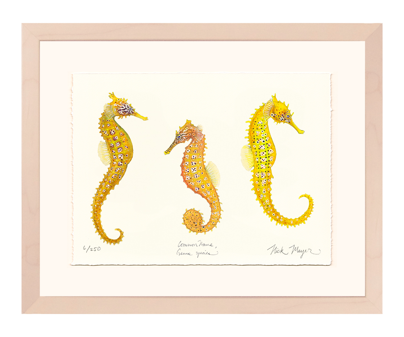 Giant Seahorse Trio Limited Edition Print