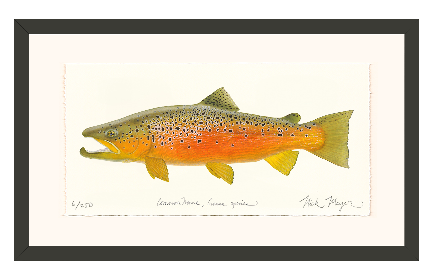 Brown Trout 2 Limited Edition Print - NEW for Holiday 2025!