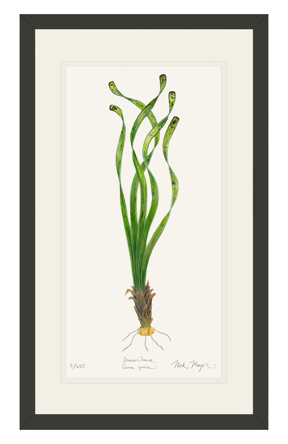 Turtle Grass Limited Edition Print