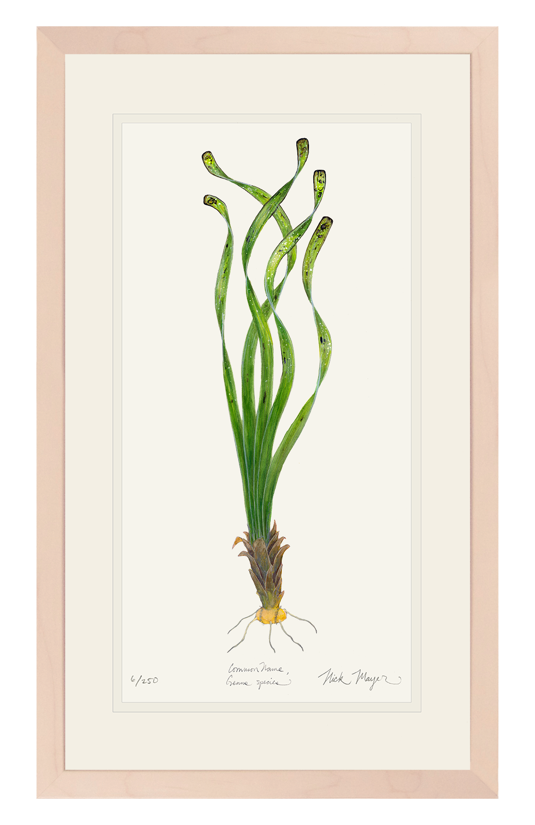 Turtle Grass Limited Edition Print