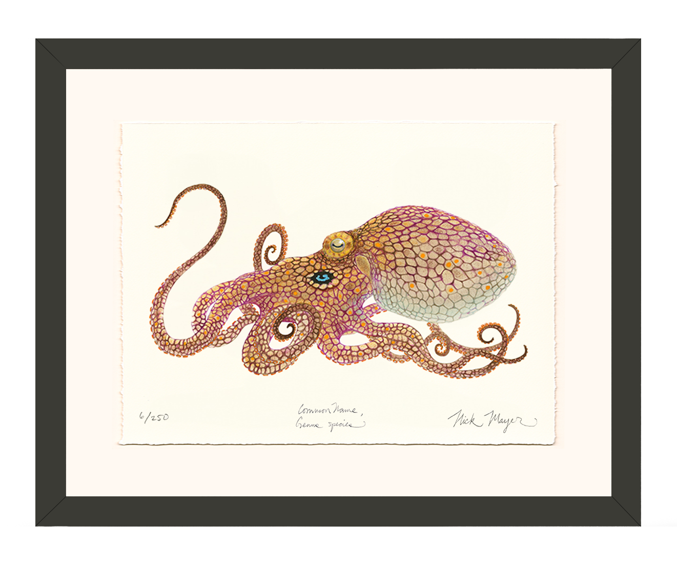California Two Spot Octopus Limited Edition Print - Best Seller