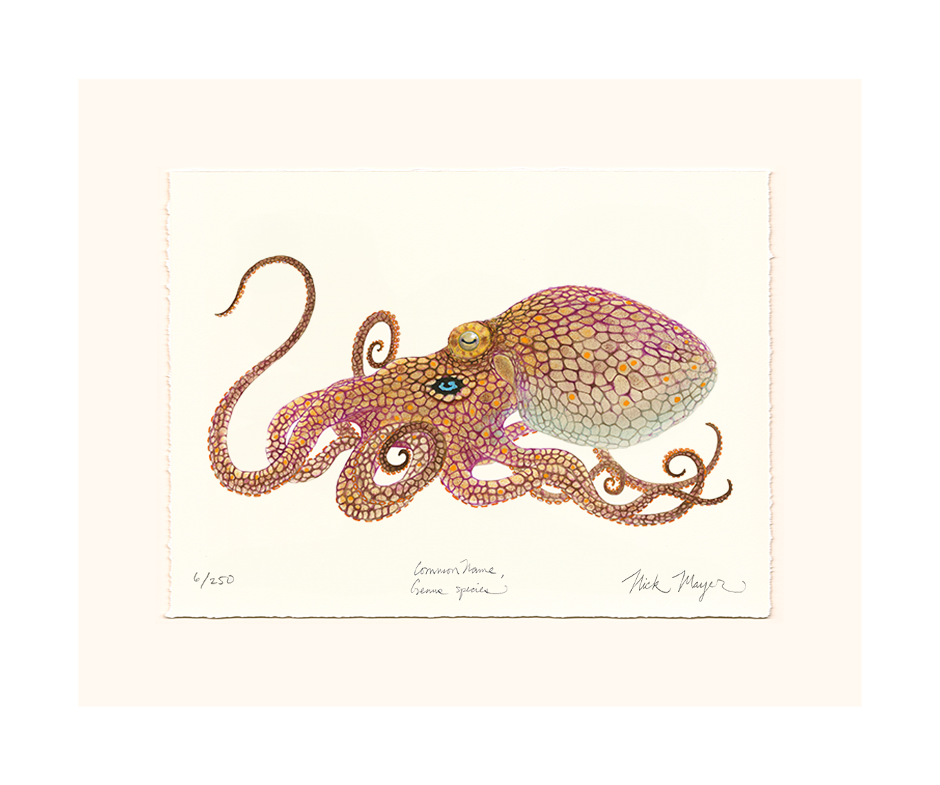 California Two Spot Octopus Limited Edition Print - Best Seller