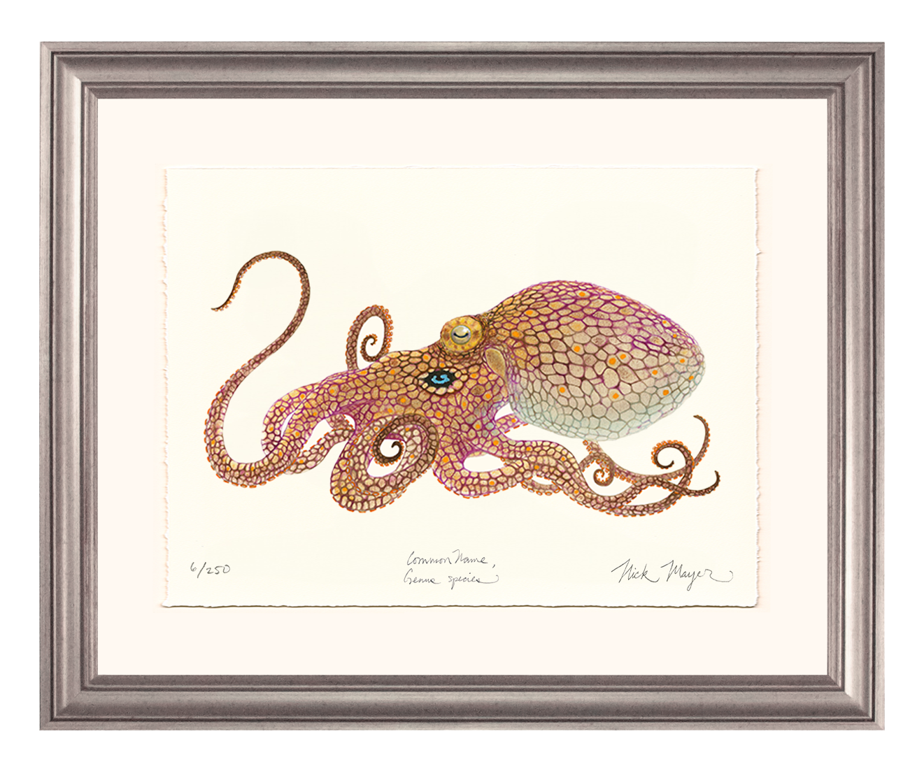 California Two Spot Octopus Limited Edition Print - Best Seller