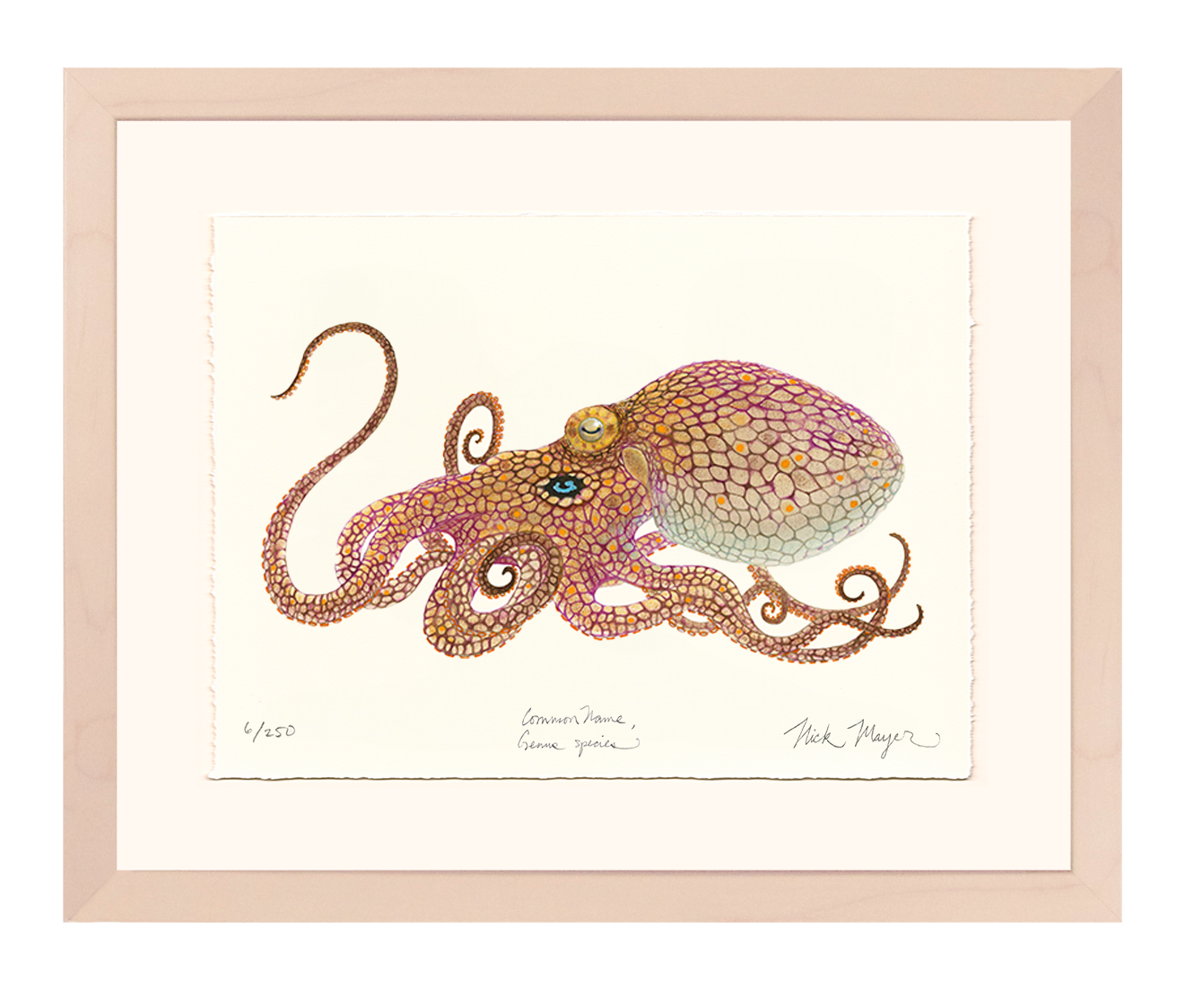 California Two Spot Octopus Limited Edition Print - Best Seller