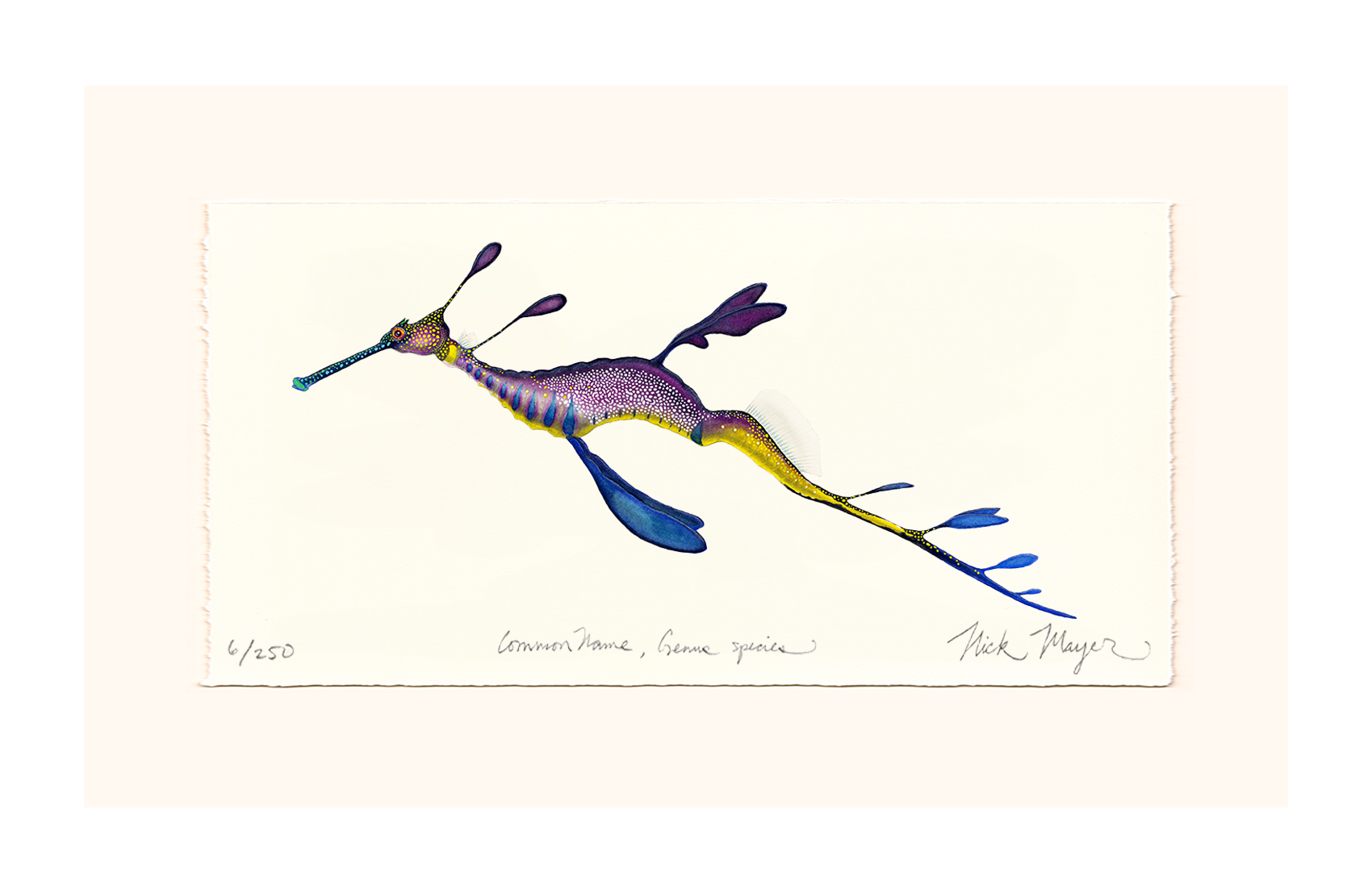 Weedy Seadragon Limited Edition Print