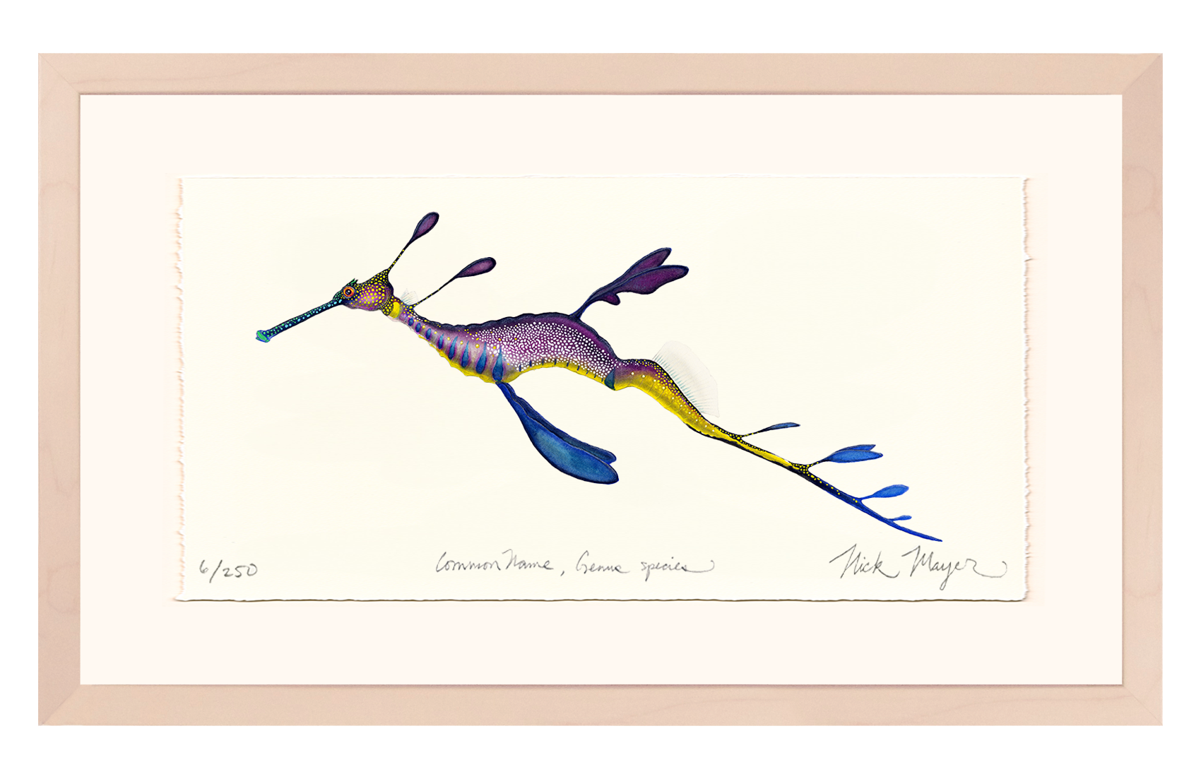 Weedy Seadragon Limited Edition Print