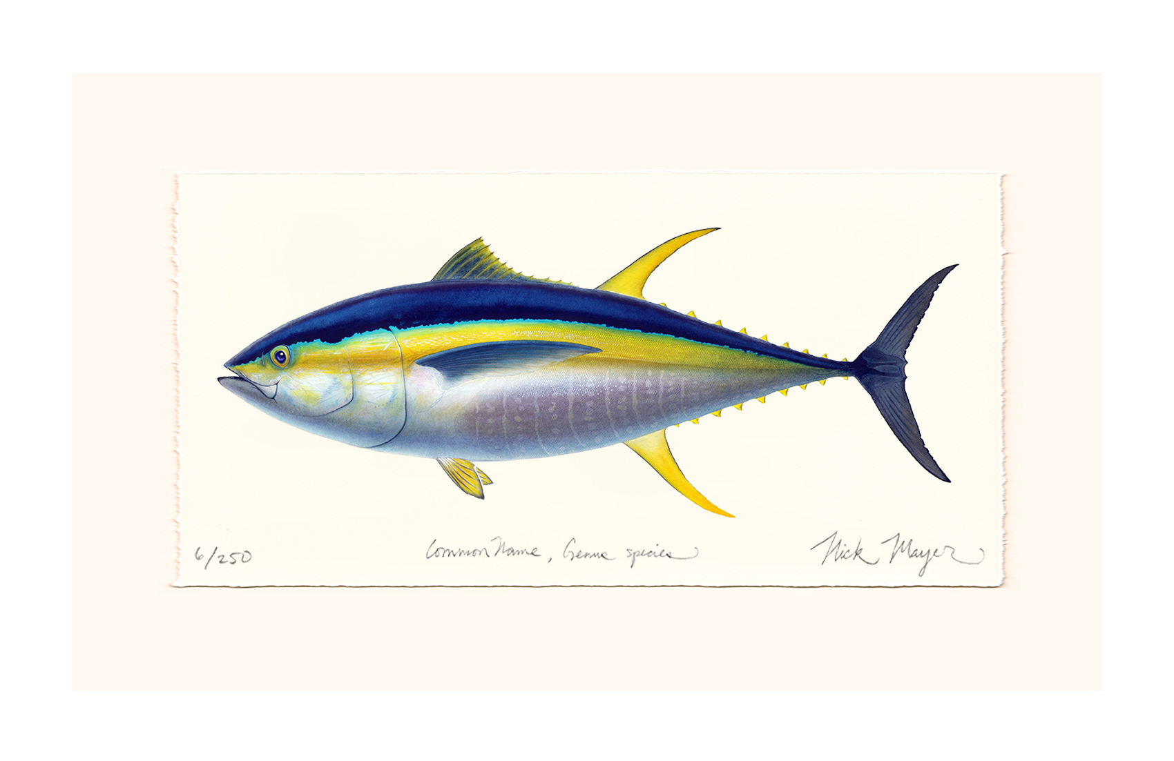 Yellowfin Tuna Limited Edition Print - Best Seller
