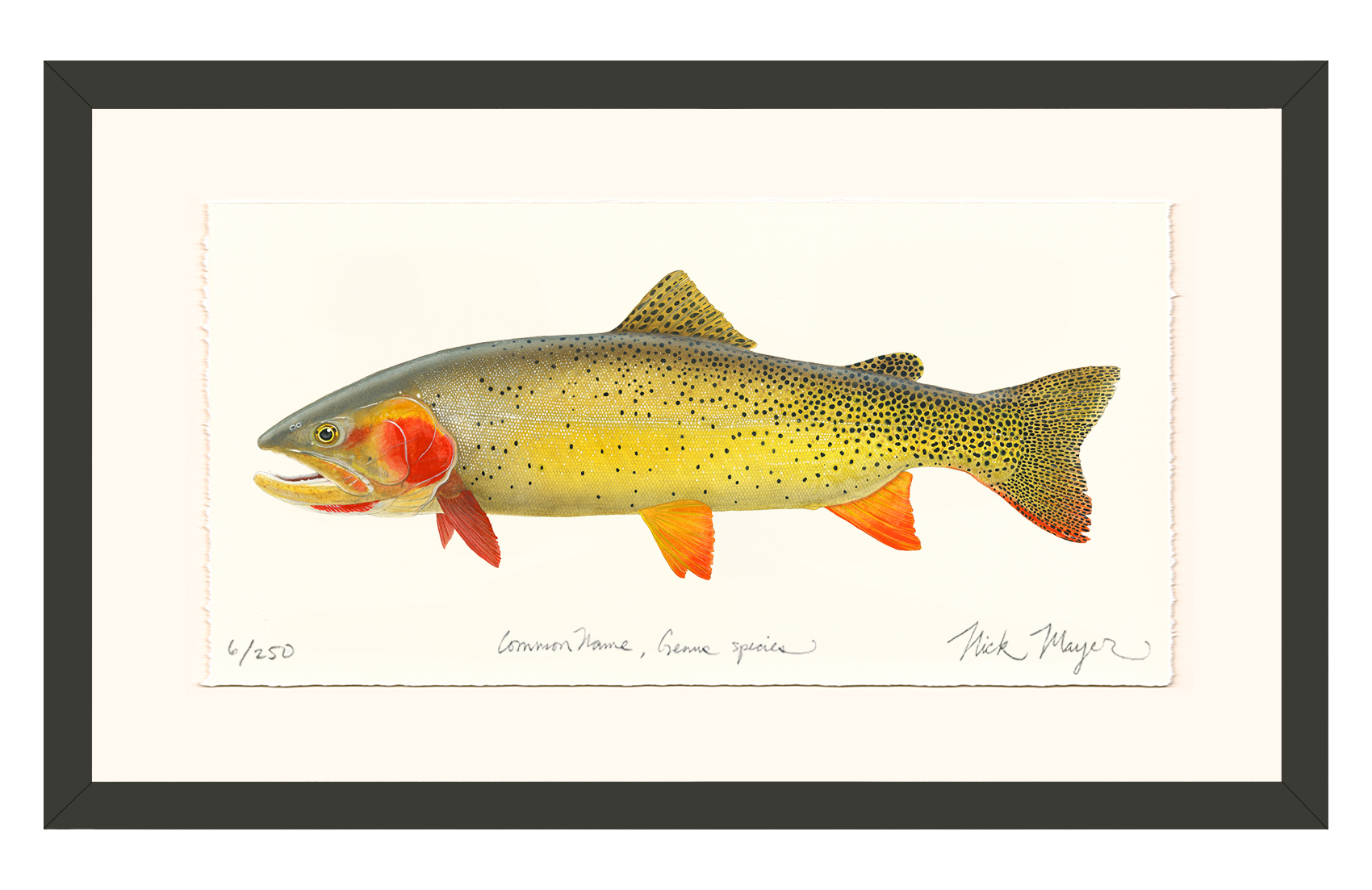 Cutthroat Trout 1 Limited Edition Print - NEW for Holiday 2025!