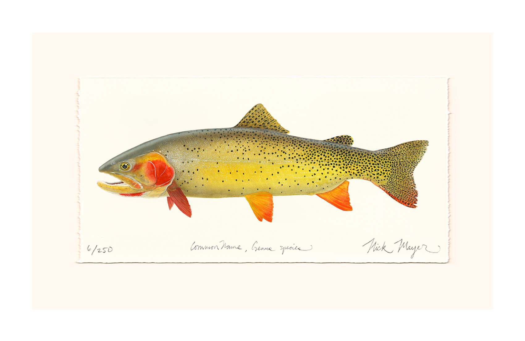 Cutthroat Trout 1 Limited Edition Print - NEW for Holiday 2025!