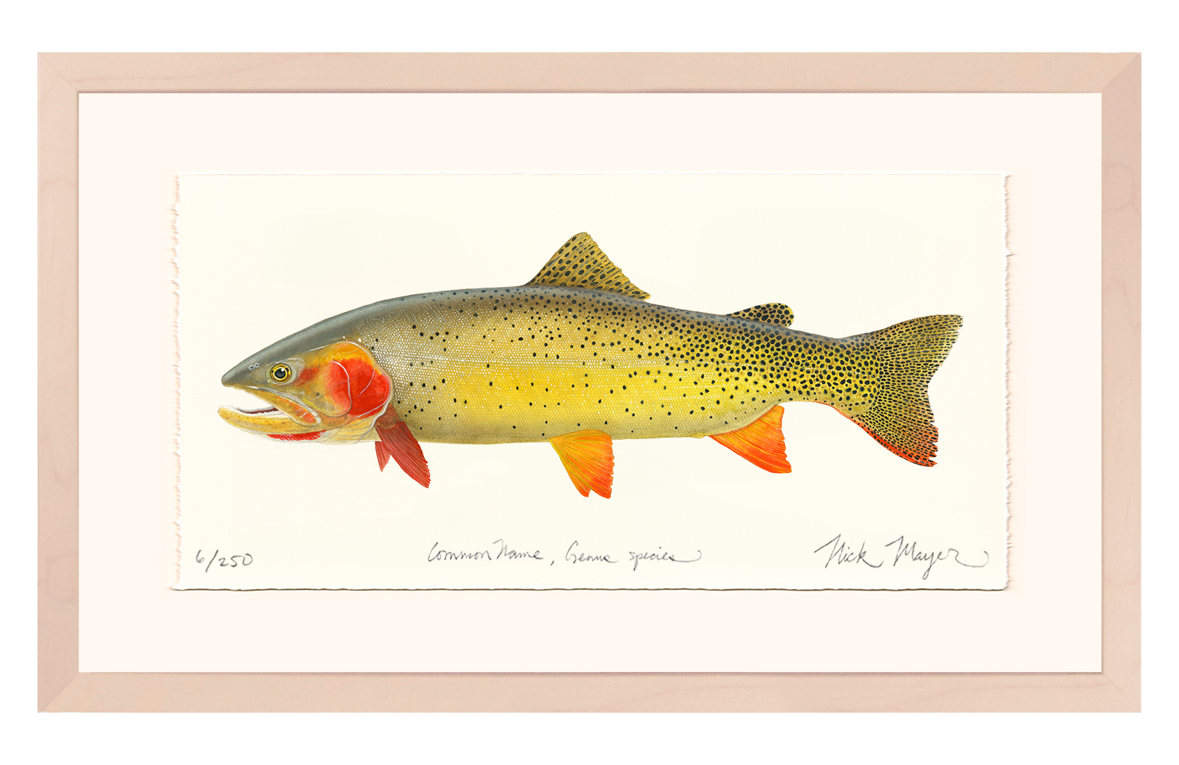 Cutthroat Trout 1 Limited Edition Print - NEW for Holiday 2025!