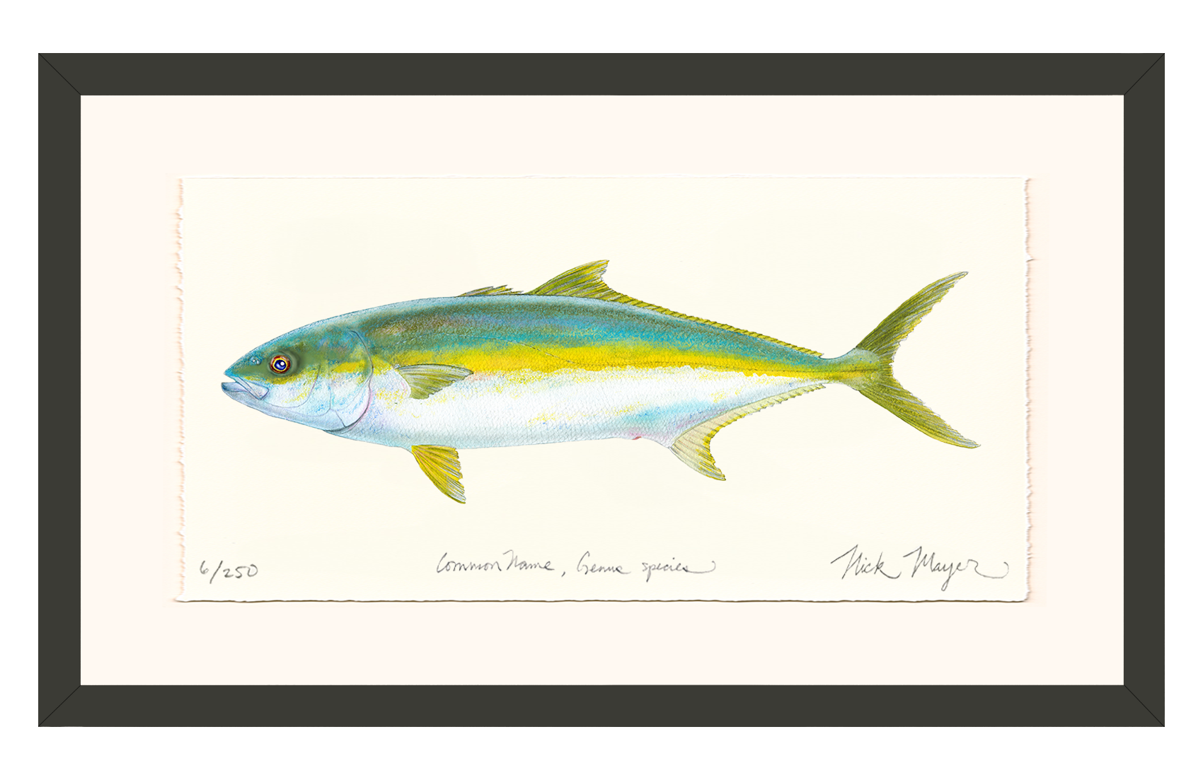 California Yellowtail I Limited Edition Print