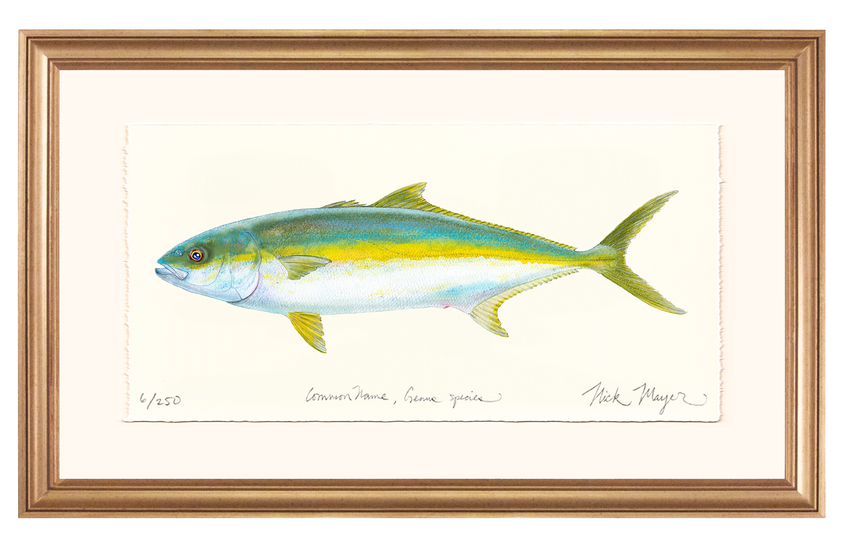 California Yellowtail I Limited Edition Print