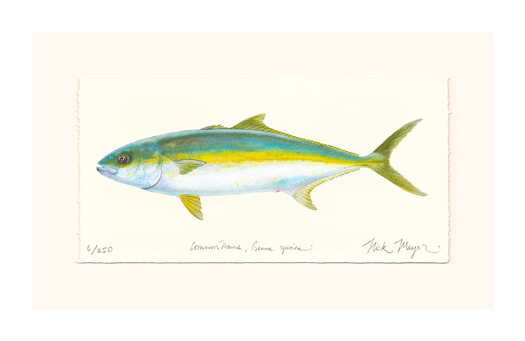 California Yellowtail I Limited Edition Print