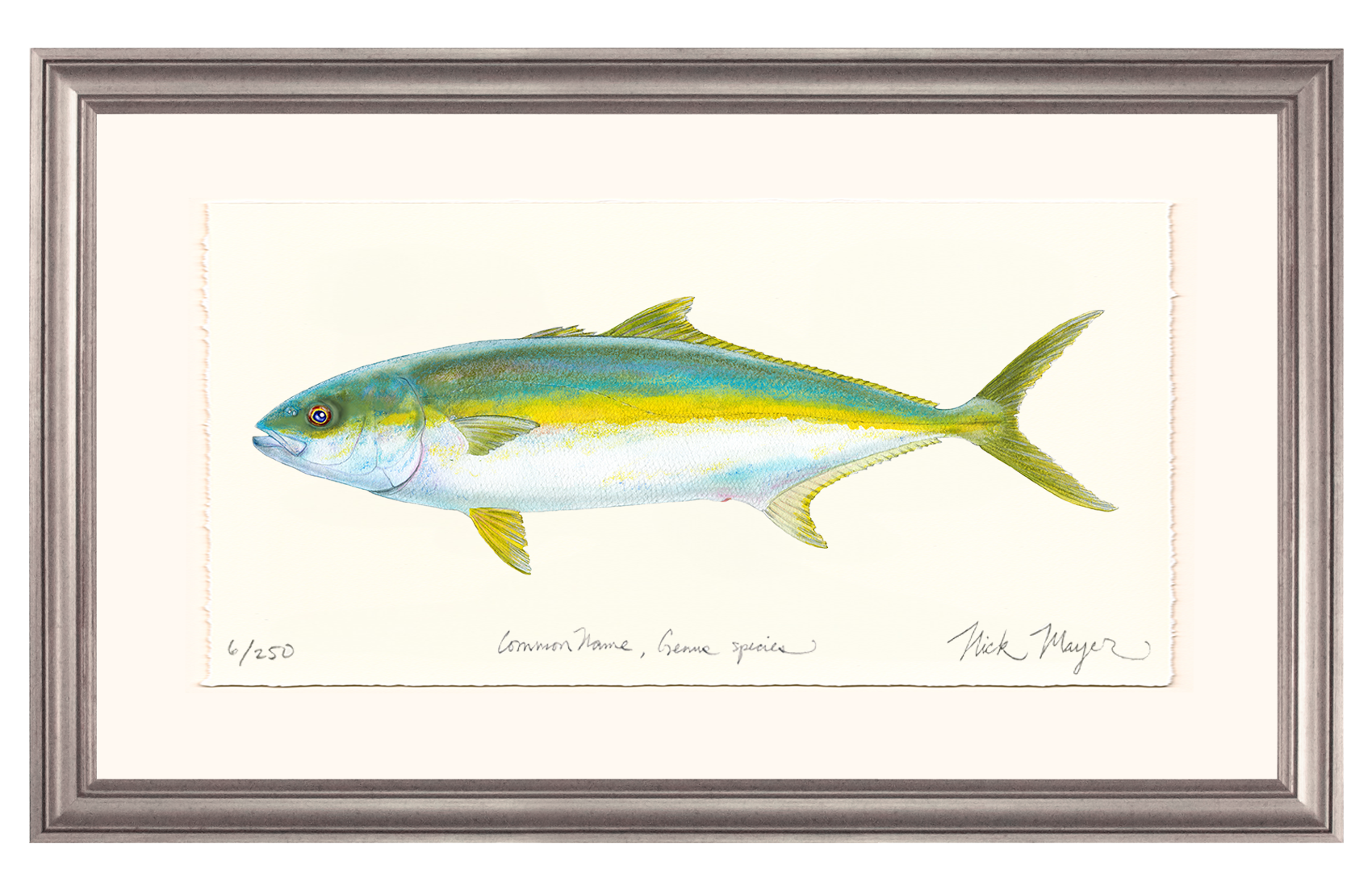 California Yellowtail I Limited Edition Print