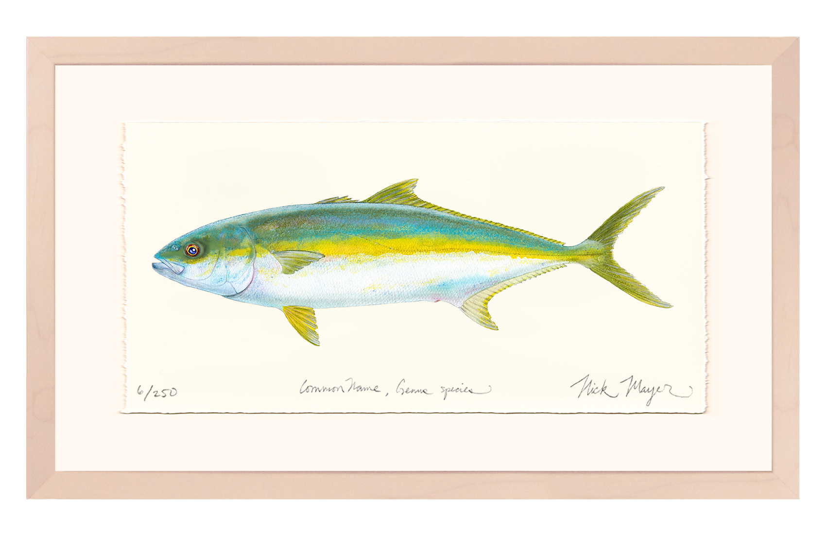 California Yellowtail I Limited Edition Print