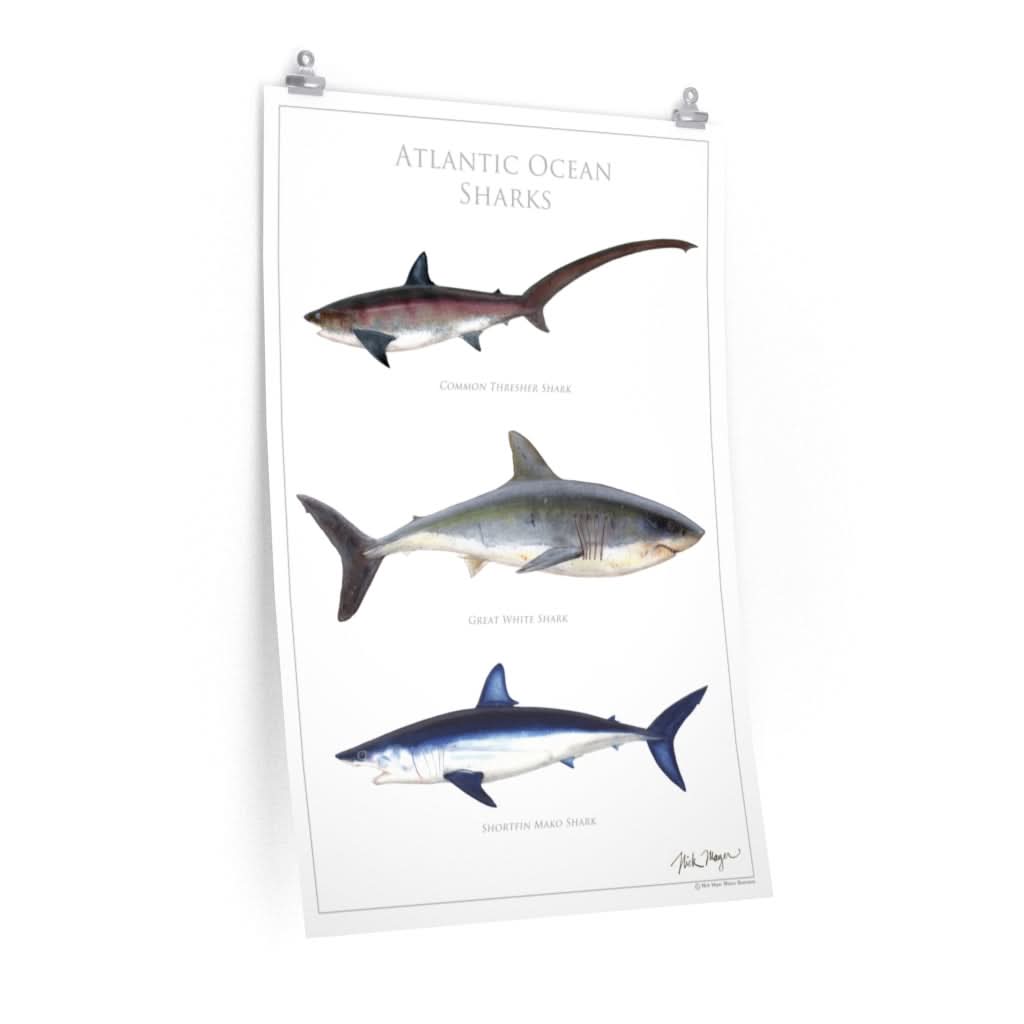 Ramsey's Bundle for Shark Enthusiasts