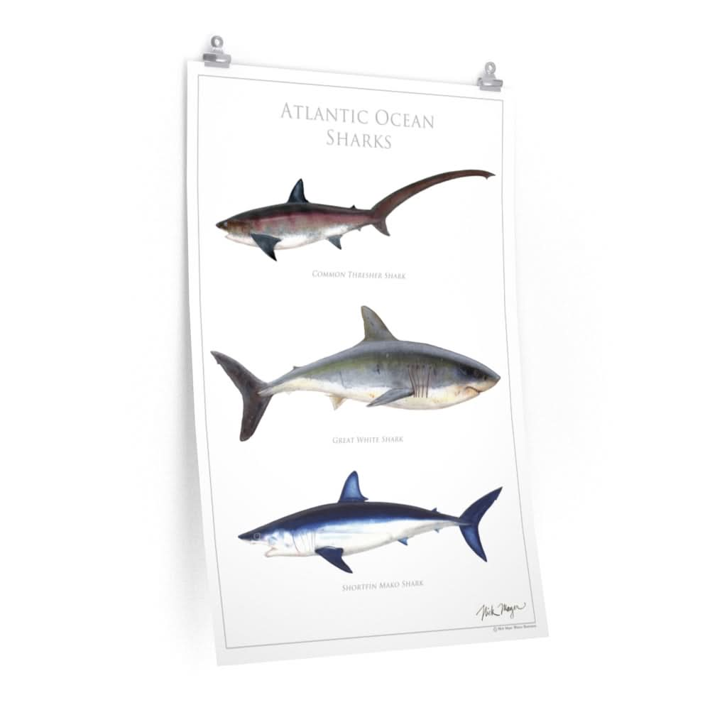 Atlantic Ocean Sharks Poster