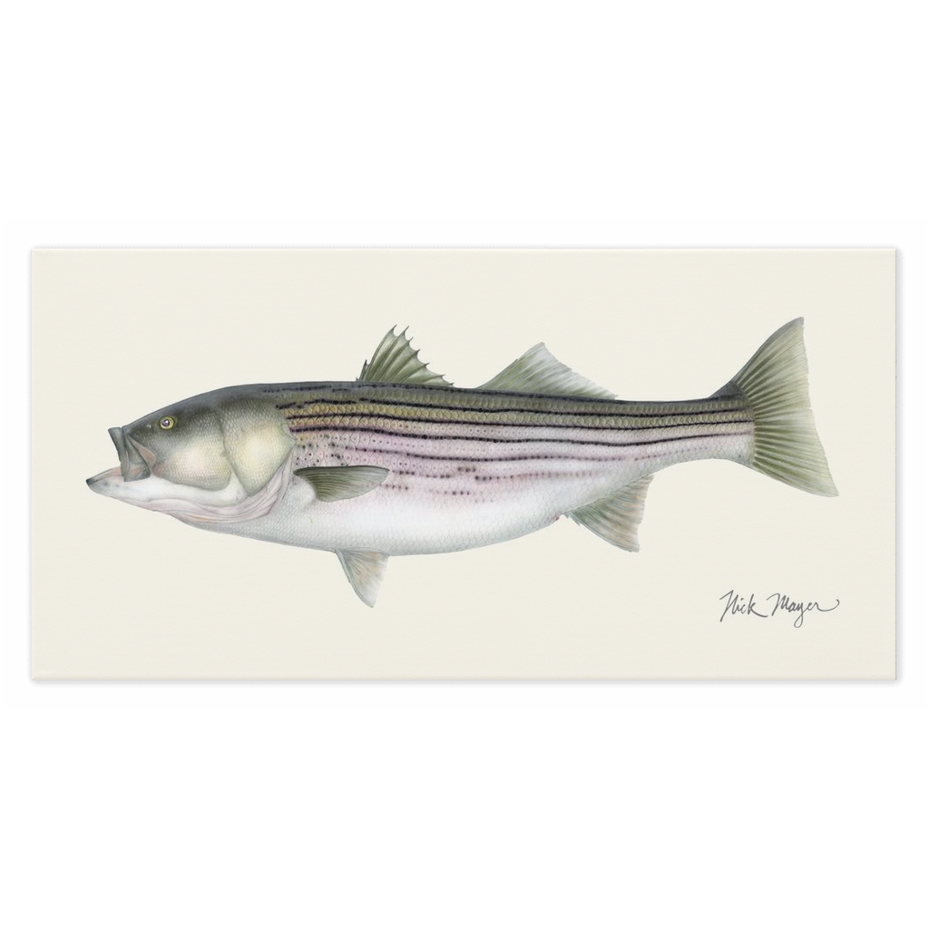 Striped Bass, 30 lbs Canvas Wrap
