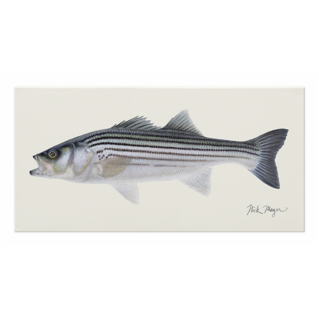 Schoolie Striper Canvas Wrap