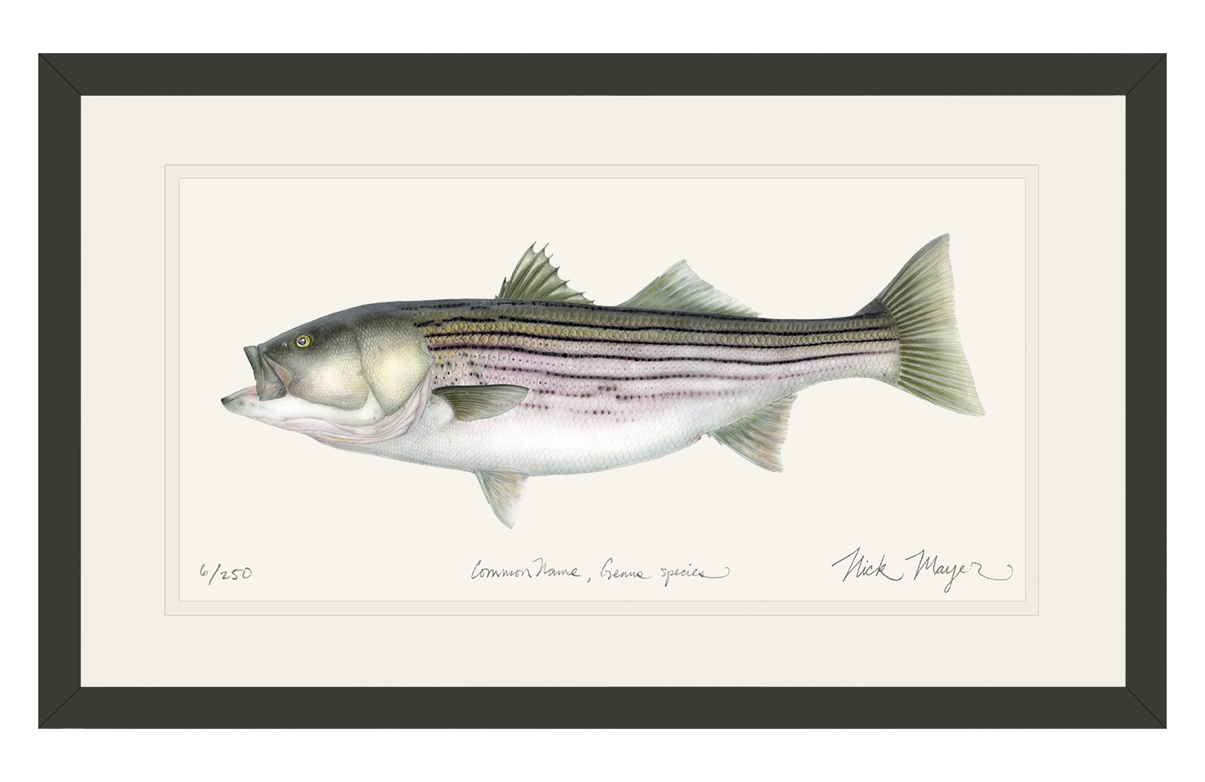 Striped Bass, 30 lbs. Limited Edition Print - Best Seller