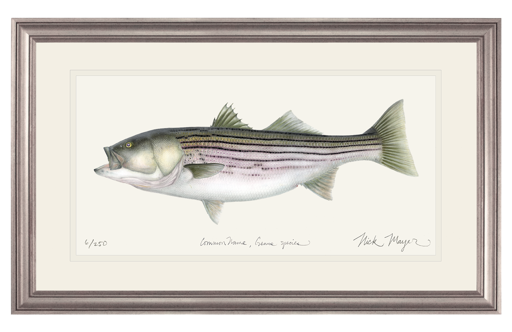 Striped Bass, 30 lbs. Limited Edition Print - Best Seller