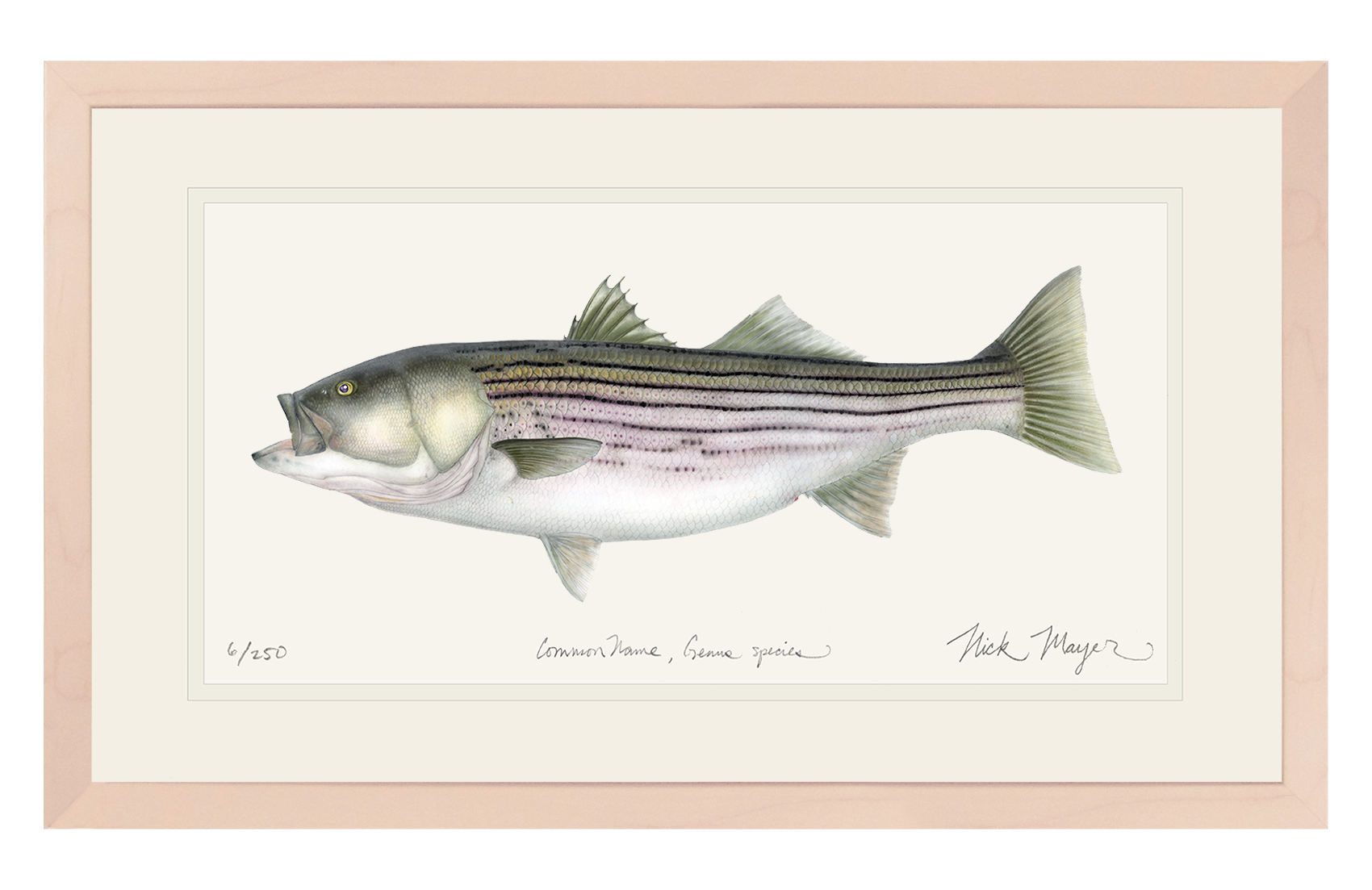 Striped Bass, 30 lbs. Limited Edition Print - Best Seller