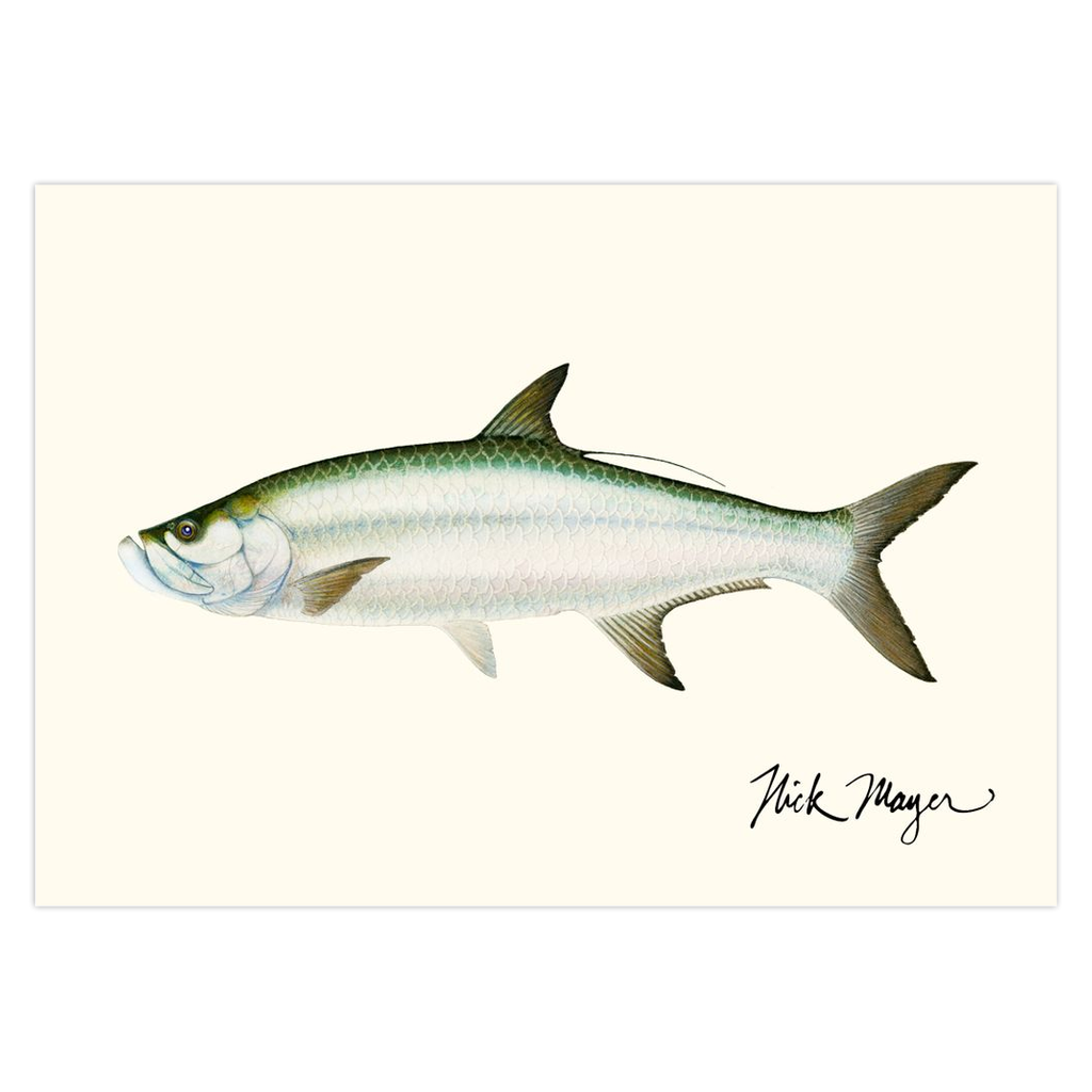 Tarpon Notecards