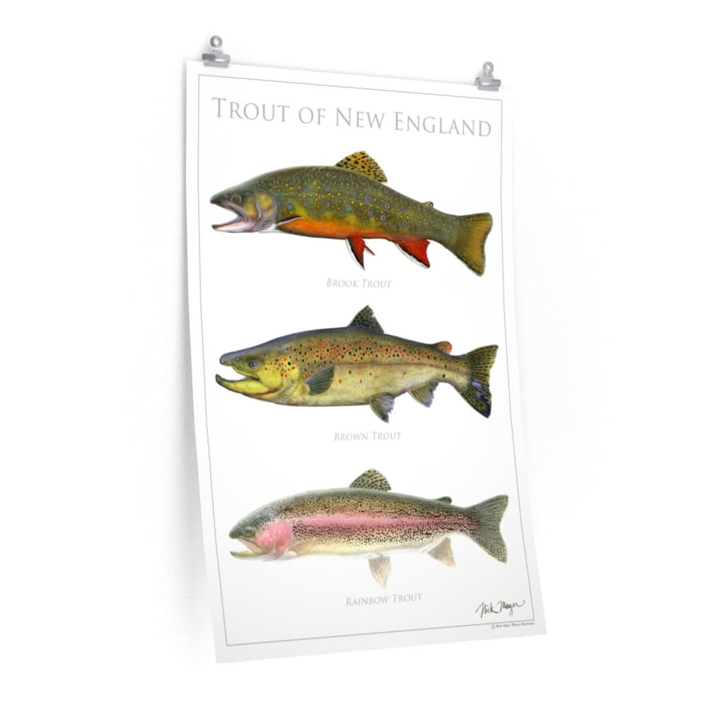 Trout of New England Poster