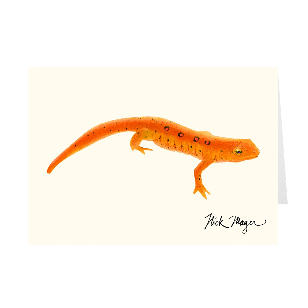 Red Eft Newt Notecards