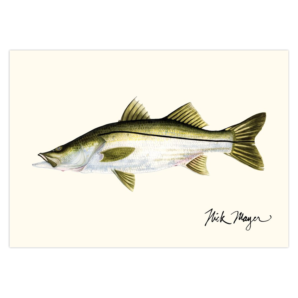 Discover the Snook fish with our detailed Notecards