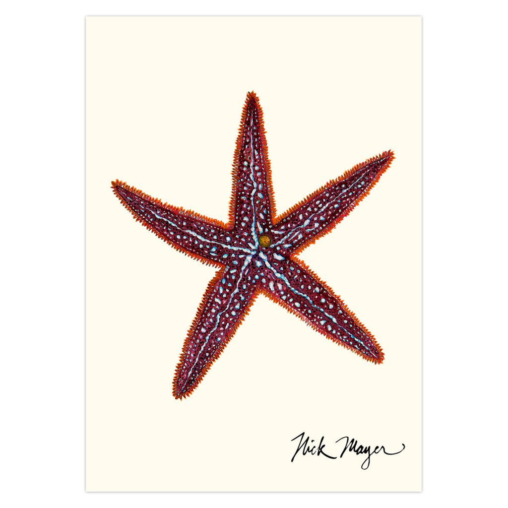 Starfish I Notecards