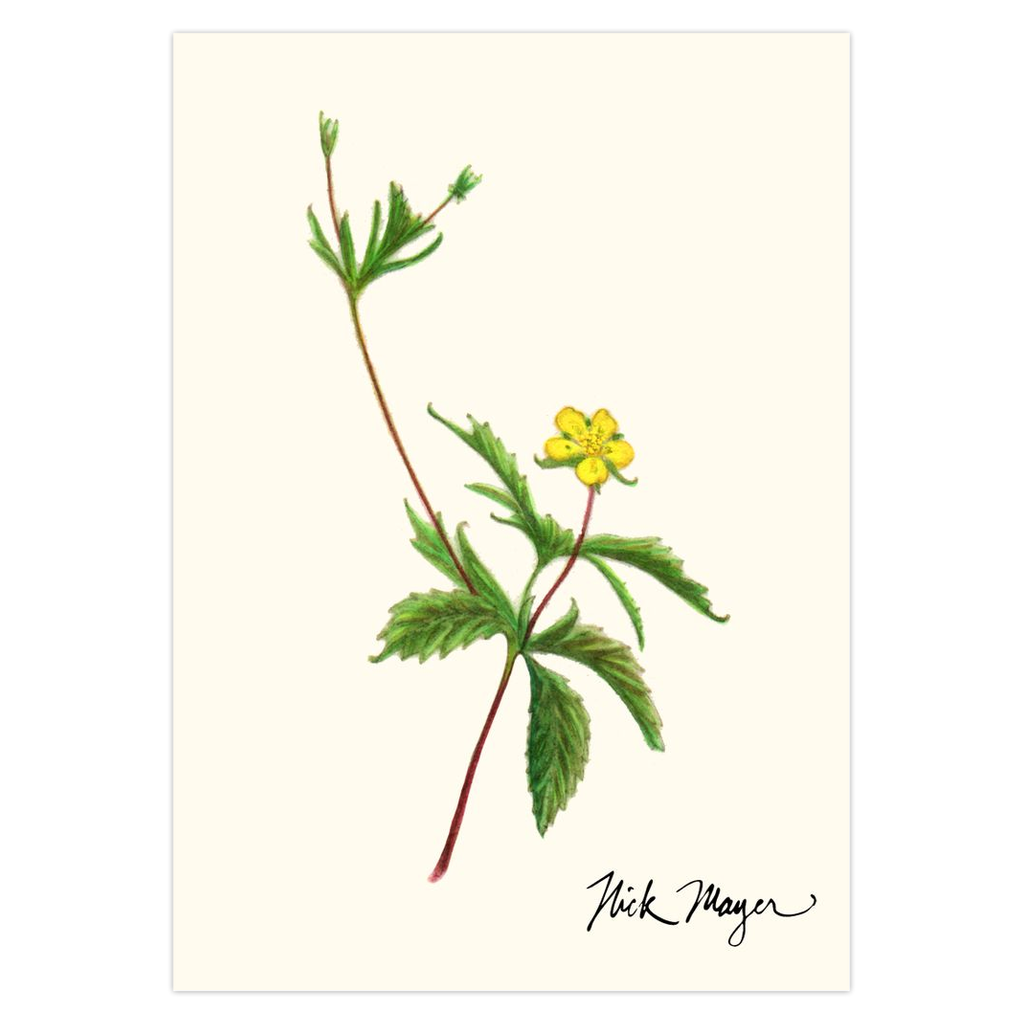 Wild Strawberry Notecards