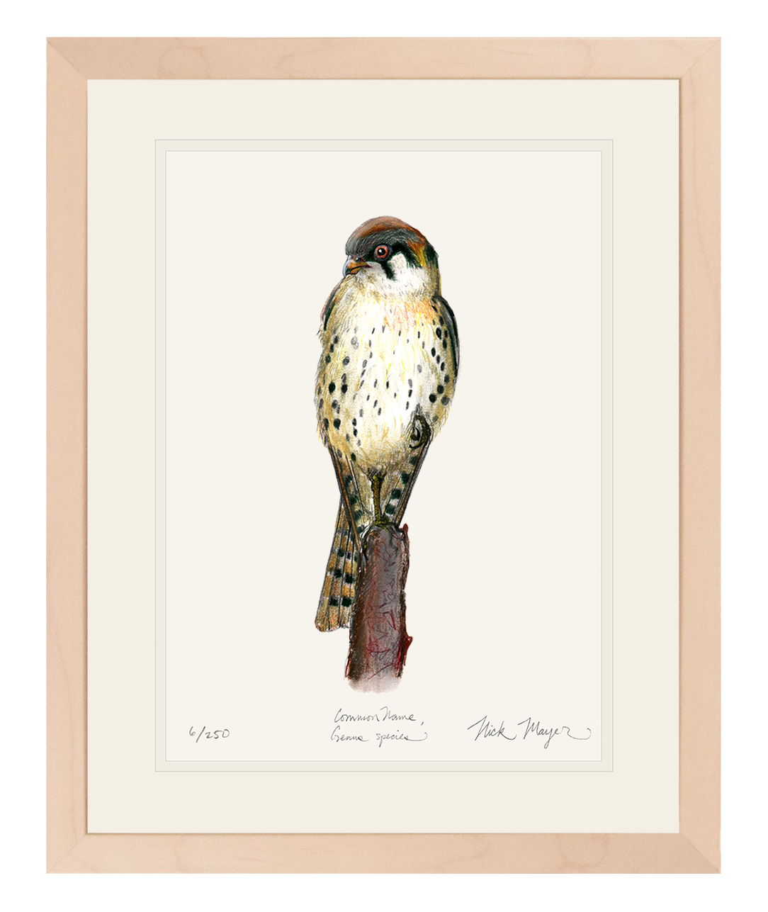 American Kestrel Original Colored Pencil Drawing