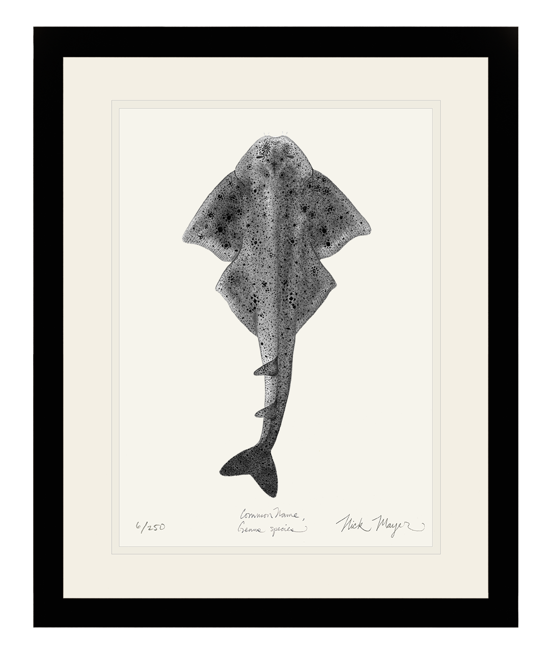 Angel Shark Limited Edition Print (b&w)