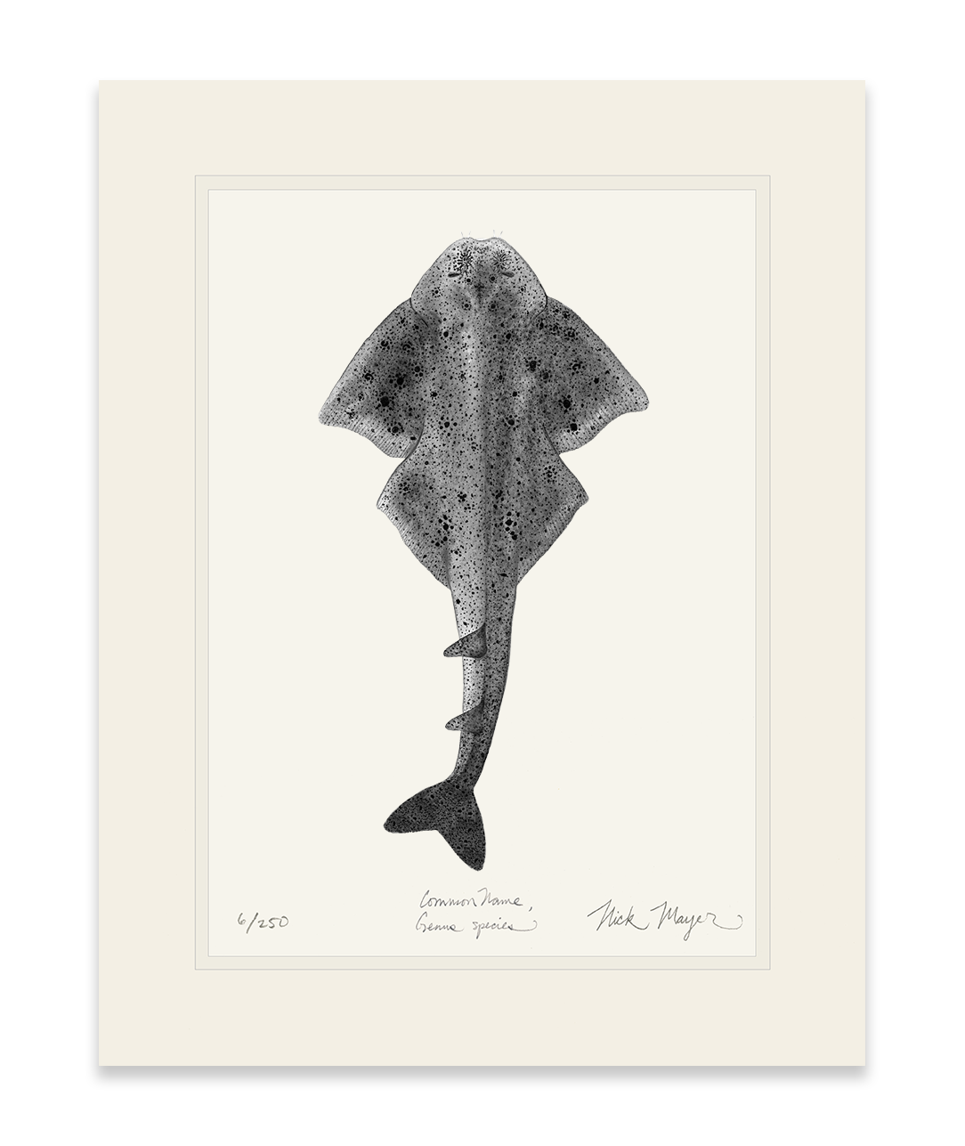 Angel Shark Limited Edition Print (b&w)