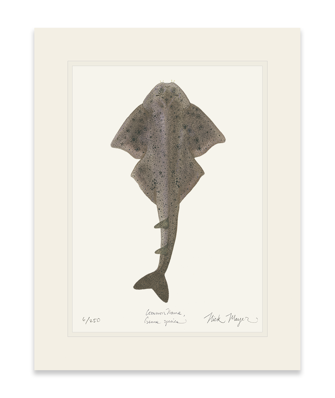 Angel Shark Limited Edition Print