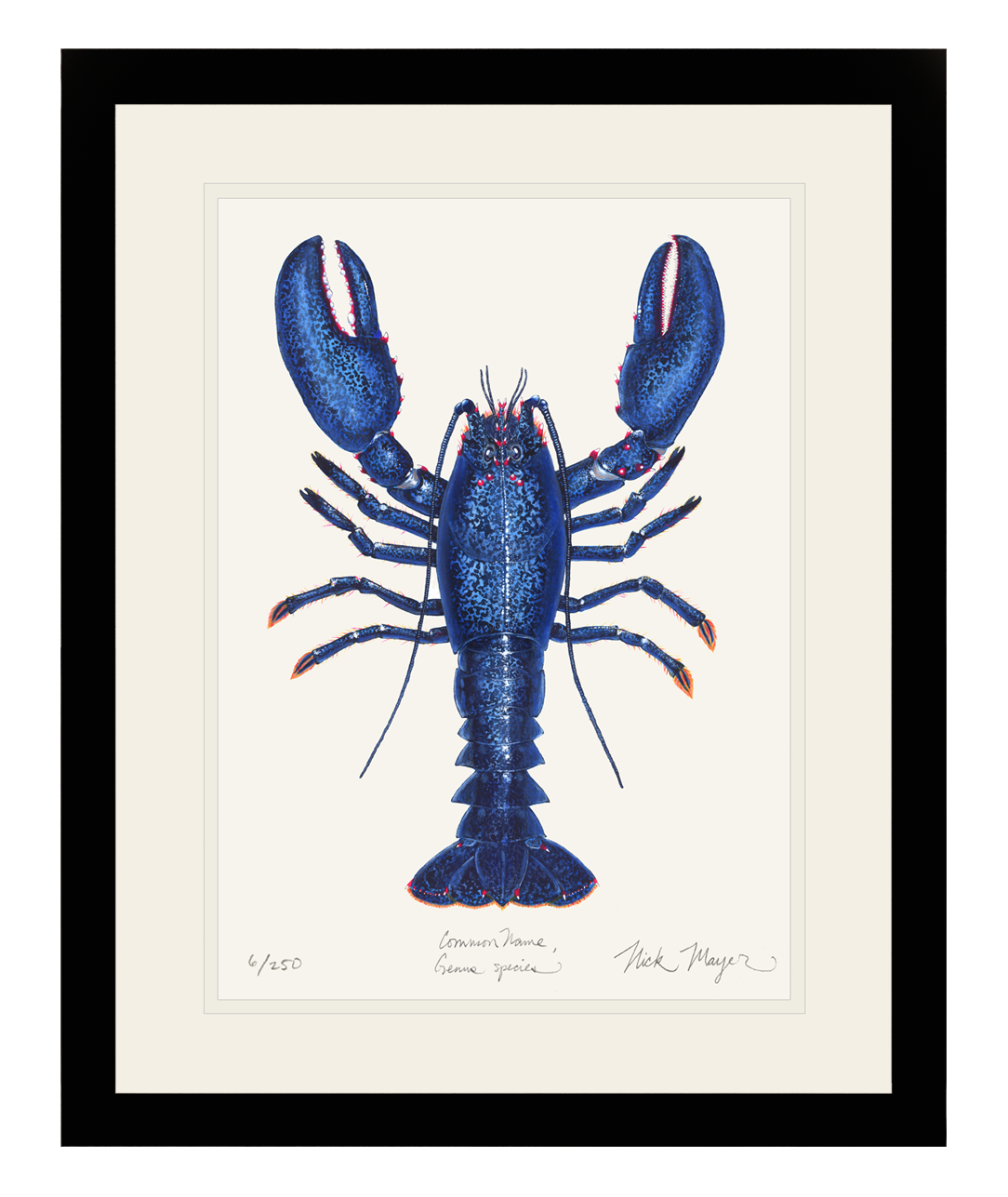 Add a rare to your home with Blue Lobster II Print