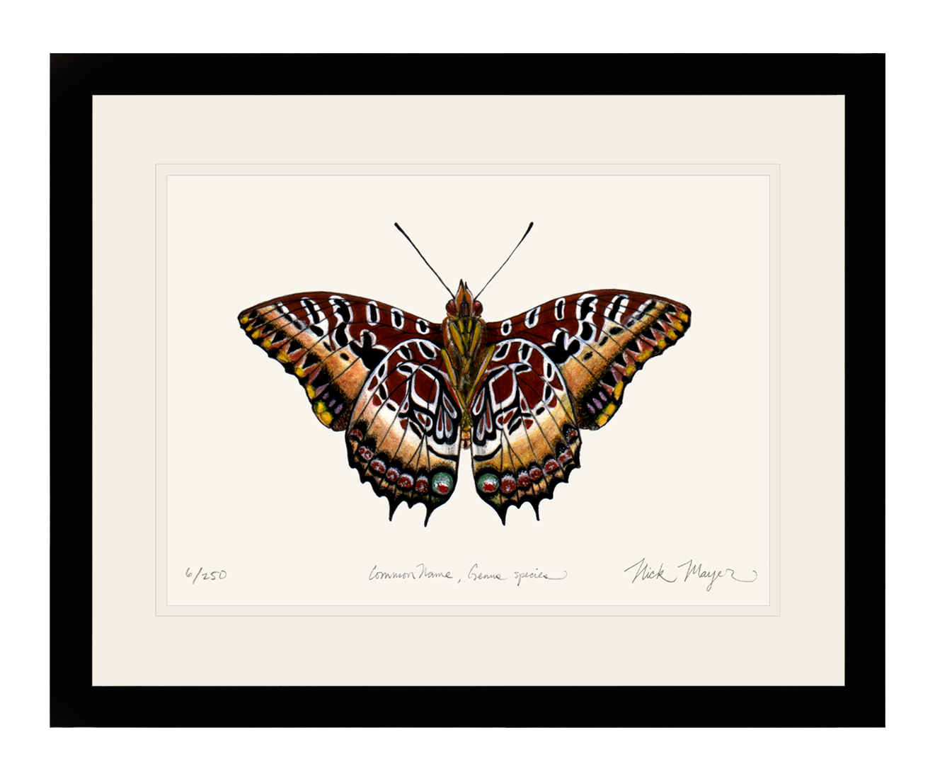 Black Bordered Charaxes Limited Edition Print