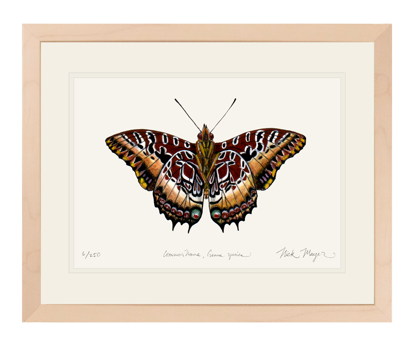 Black Bordered Charaxes Print