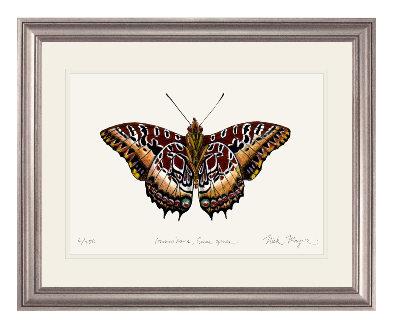 Black Bordered Charaxes Print