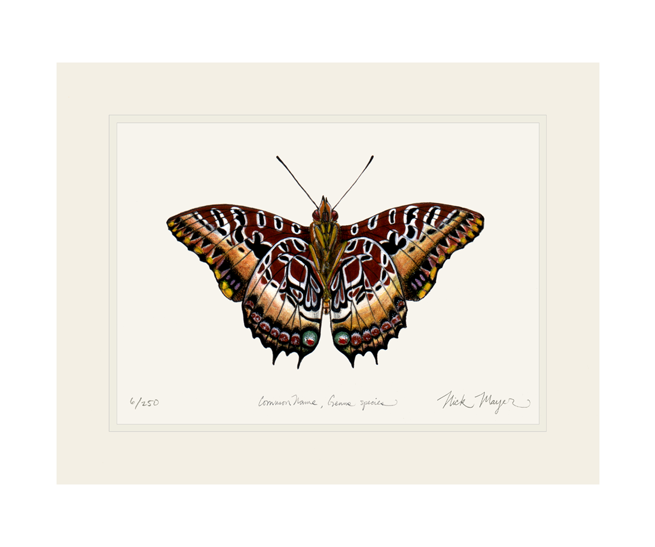 Black Bordered Charaxes Print