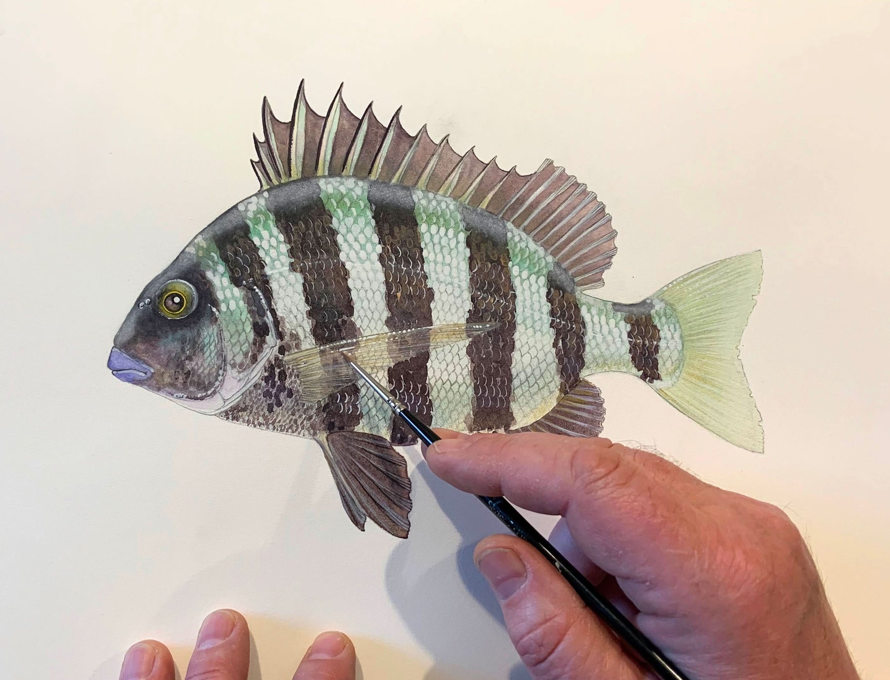 Sheepshead Original Watercolor Painting