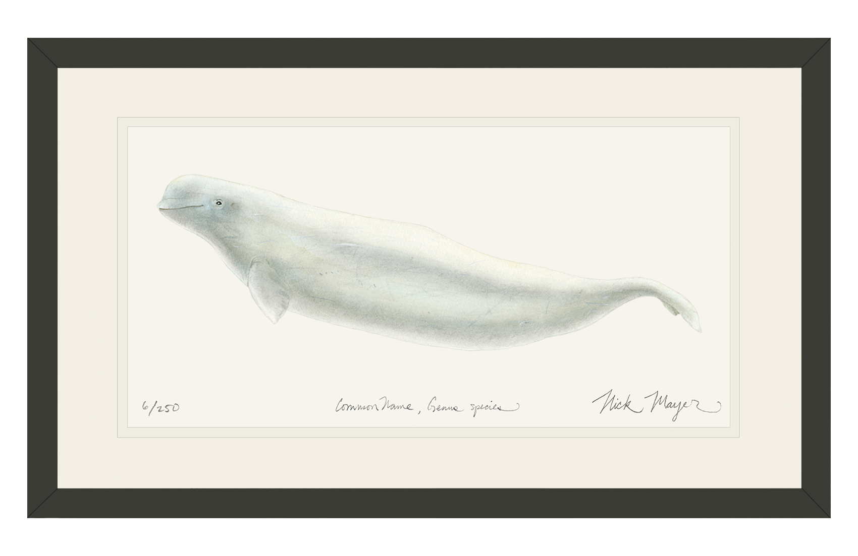 Beluga Whale Limited Edition Print