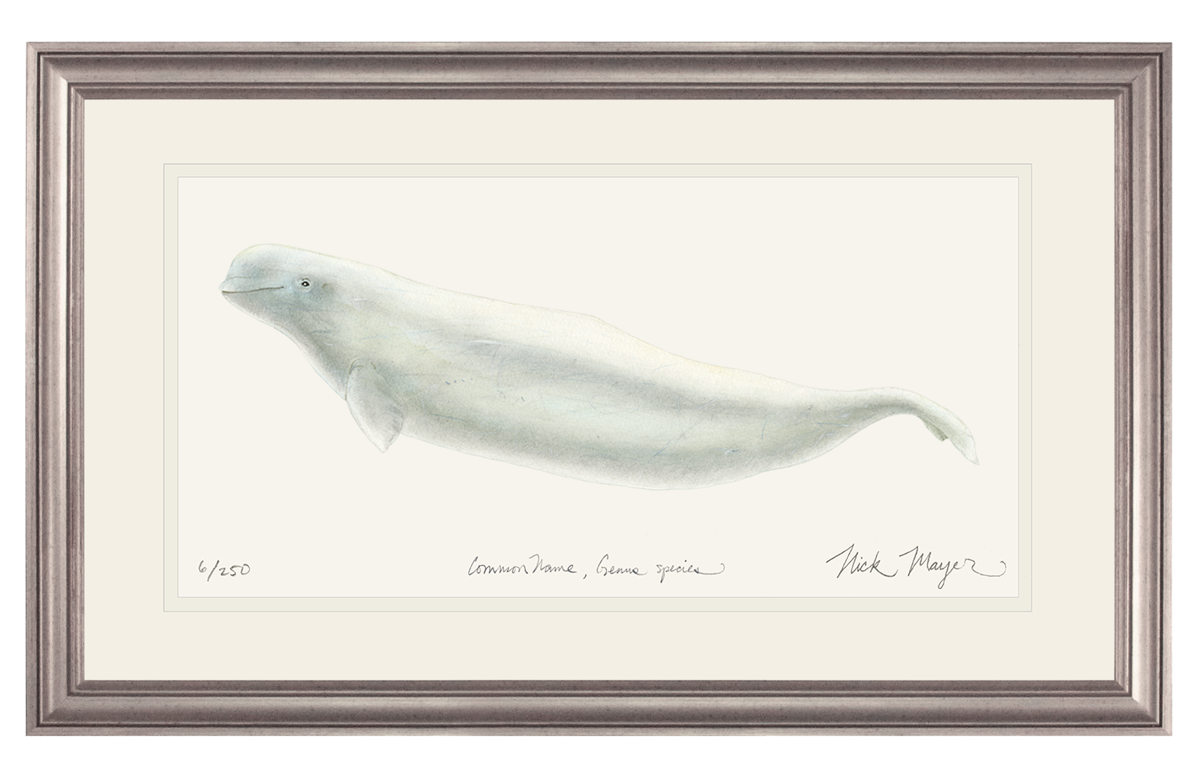 Beluga Whale Limited Edition Print