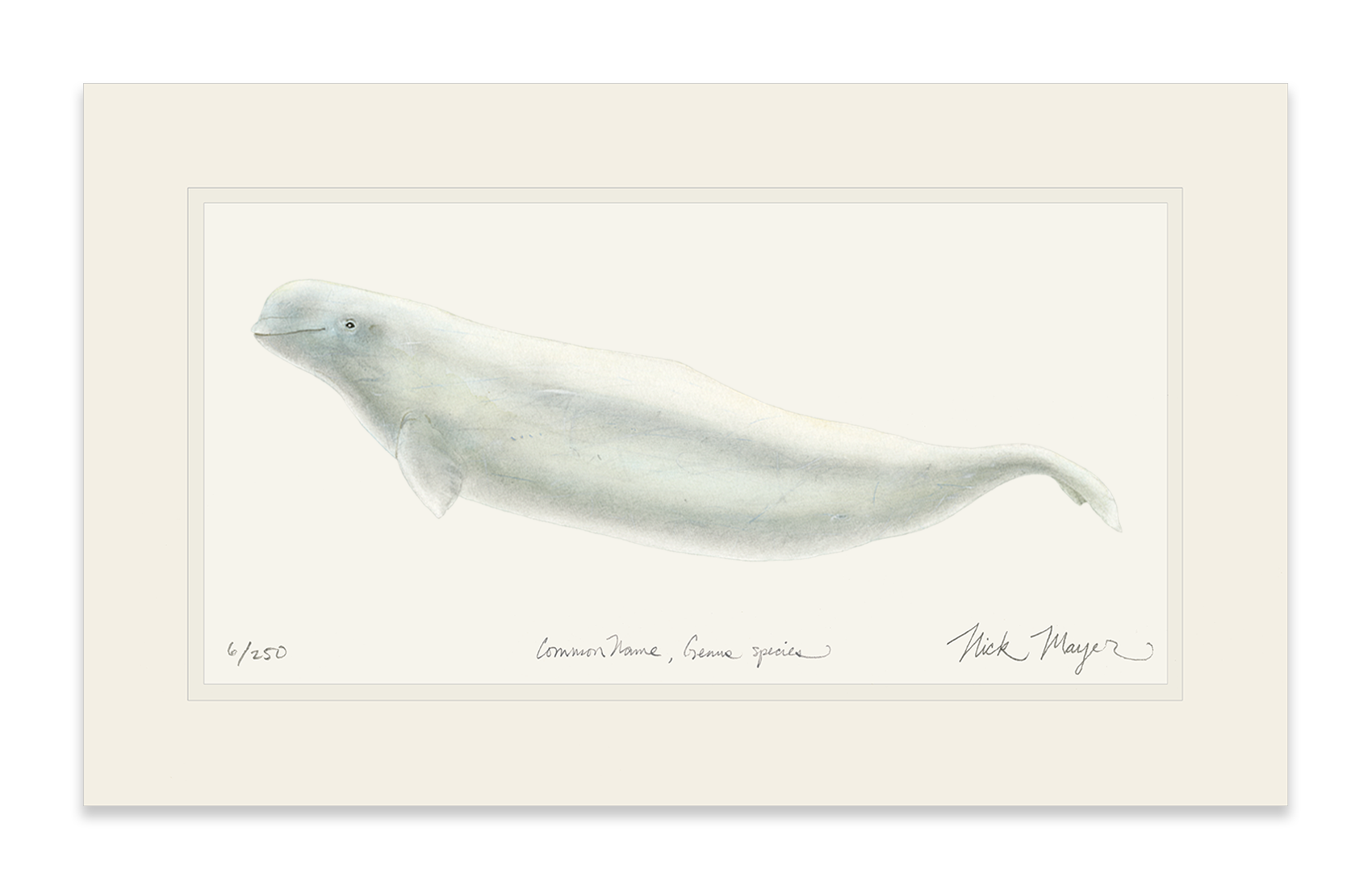 Beluga Whale Limited Edition Print