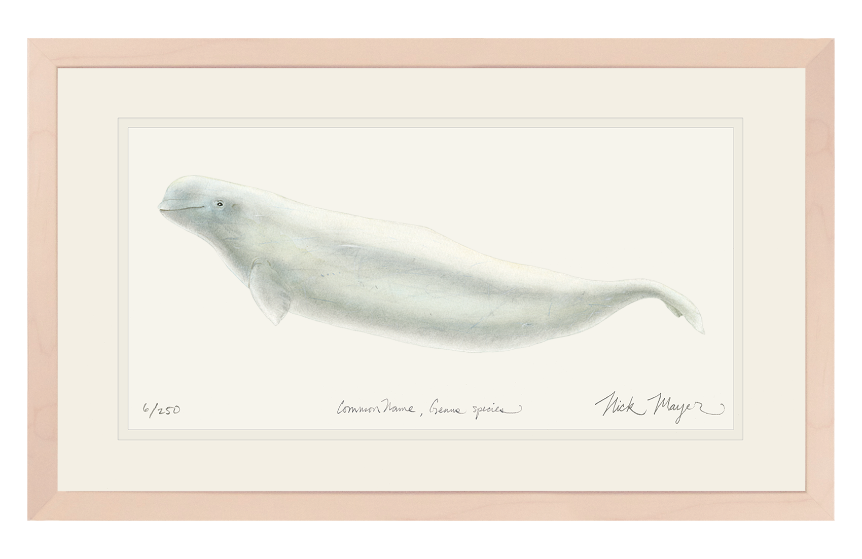 Beluga Whale Limited Edition Print