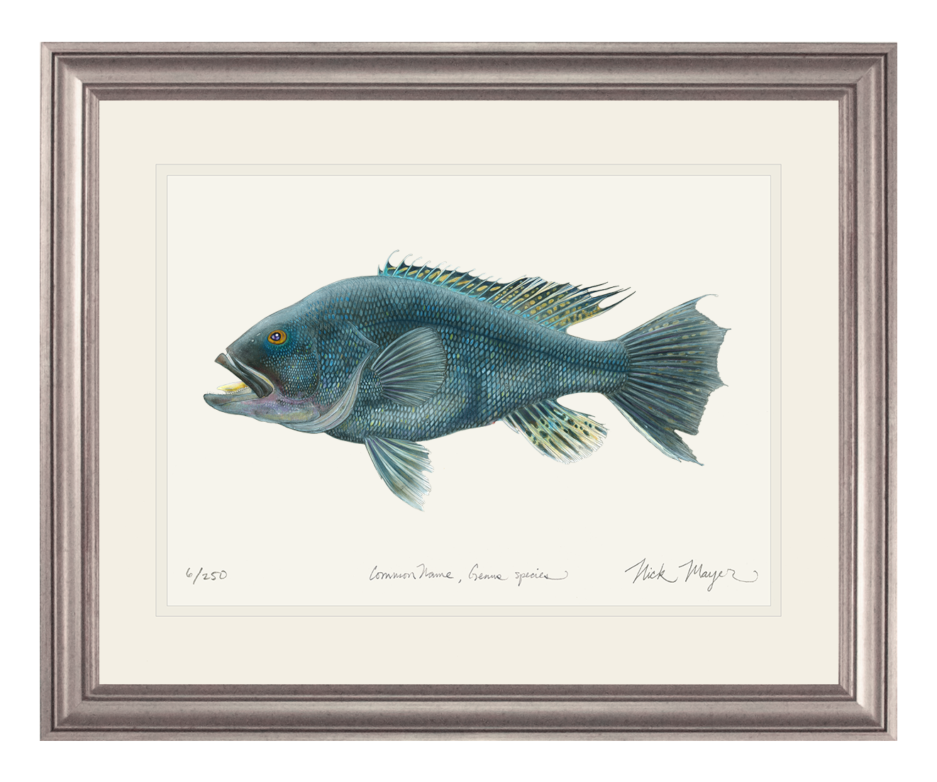 Black Sea Bass Original Watercolor Painting