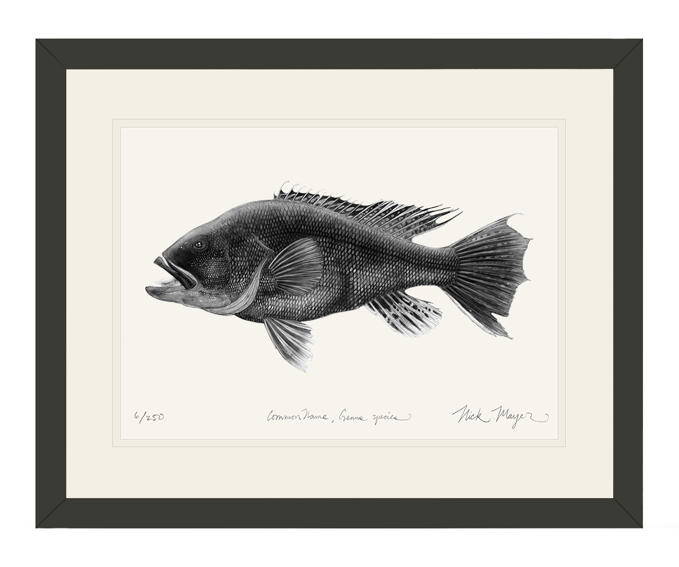 Black Sea Bass Limited Edition Print (B&W)