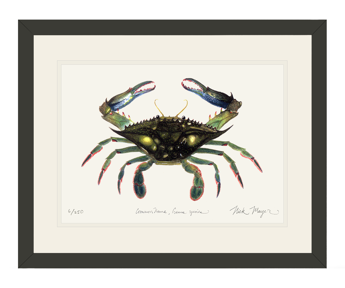 Blue Crab, Claws In Limited Edition Print