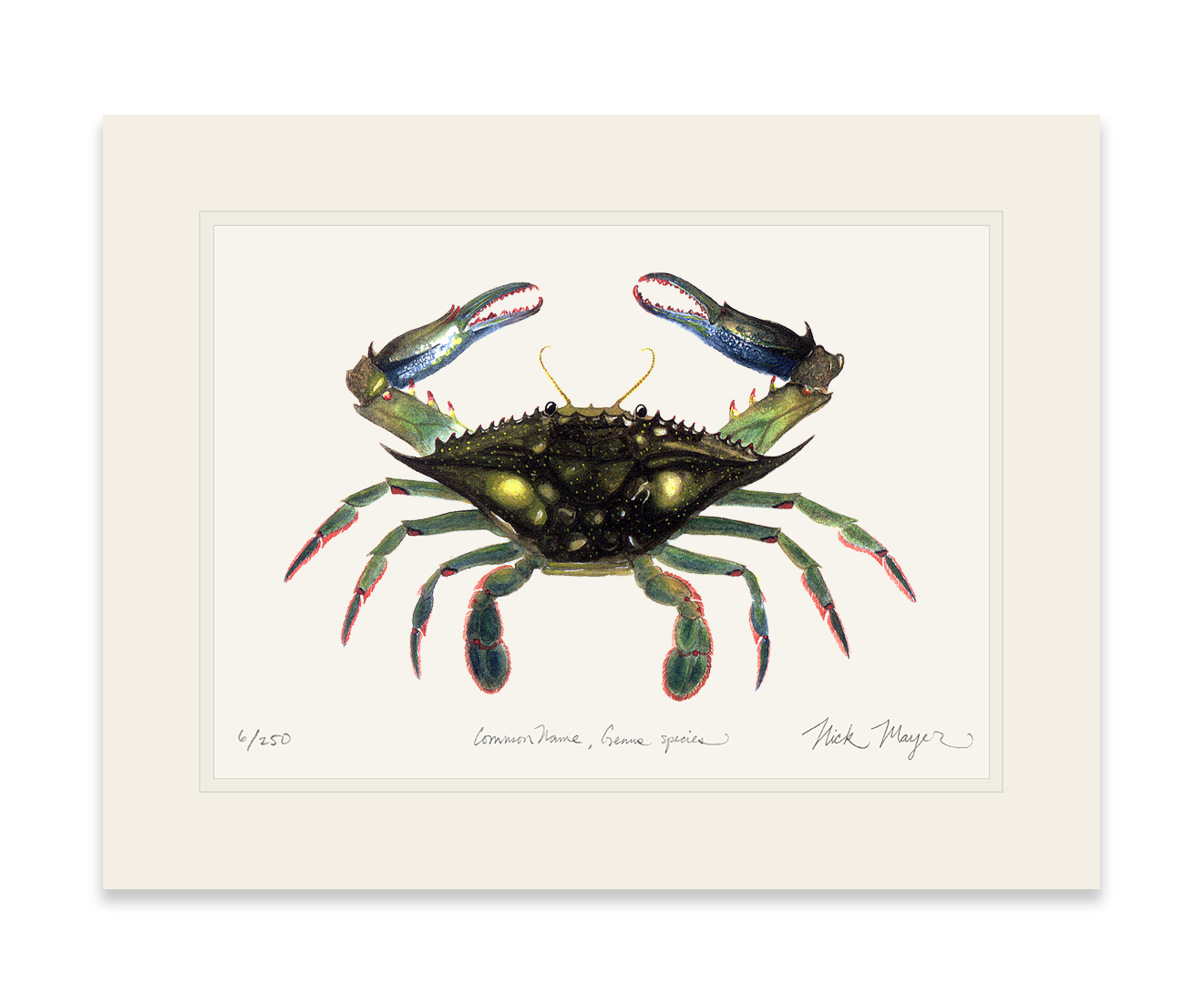 Blue Crab, Claws In Limited Edition Print